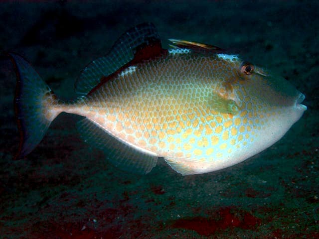 Starry Triggerfish (Abalistes stellaris)