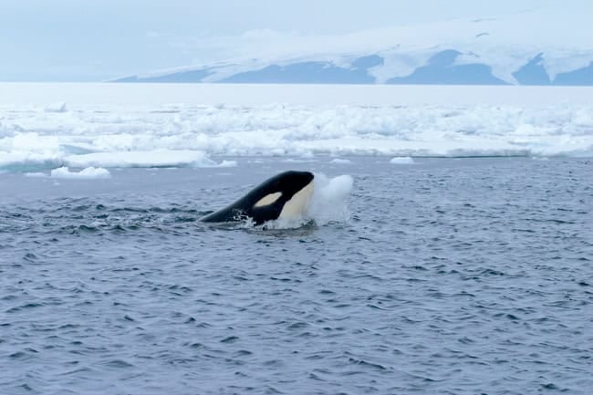 Ross sea orca
