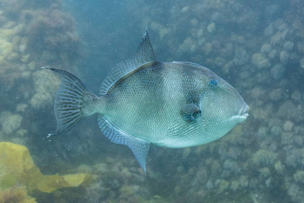 Gray Triggerfish (Balistes capriscus)