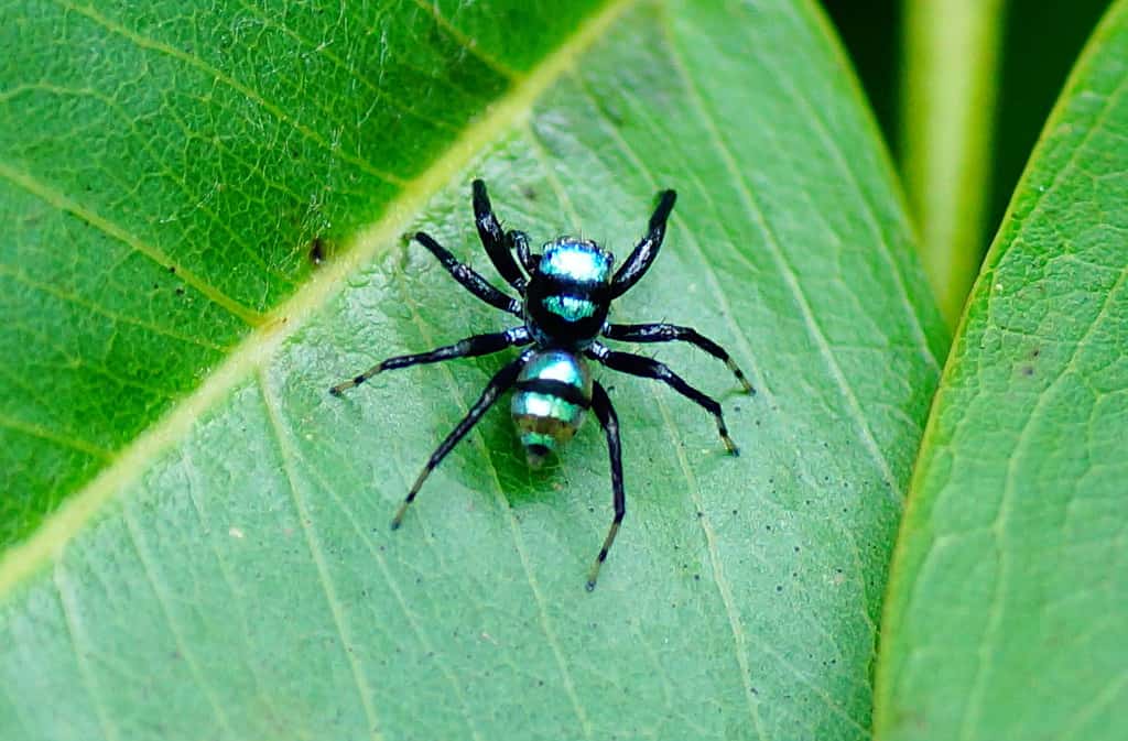 Phintella vittata spider