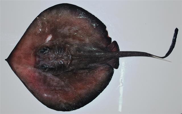 Deepwater stingray (Plesiobatis daviesi) from Cochin, India (from FishBase).