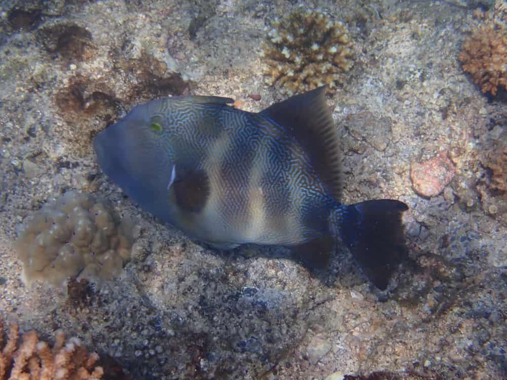 Stone Triggerfish (Pseudobalistes naufragium)