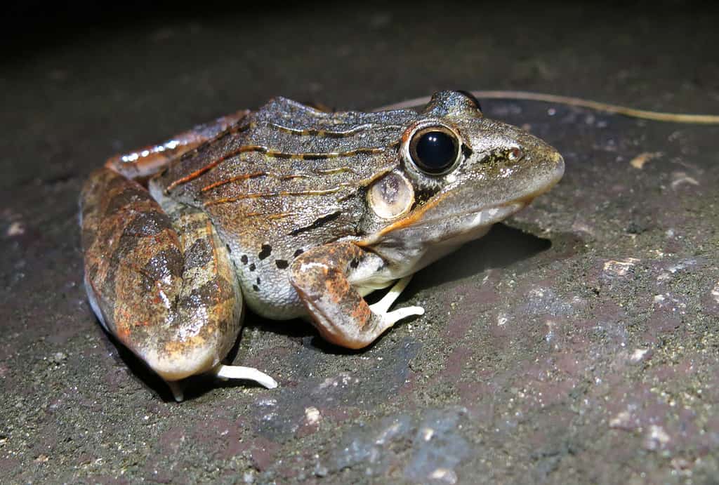 South African sharp-nosed frog