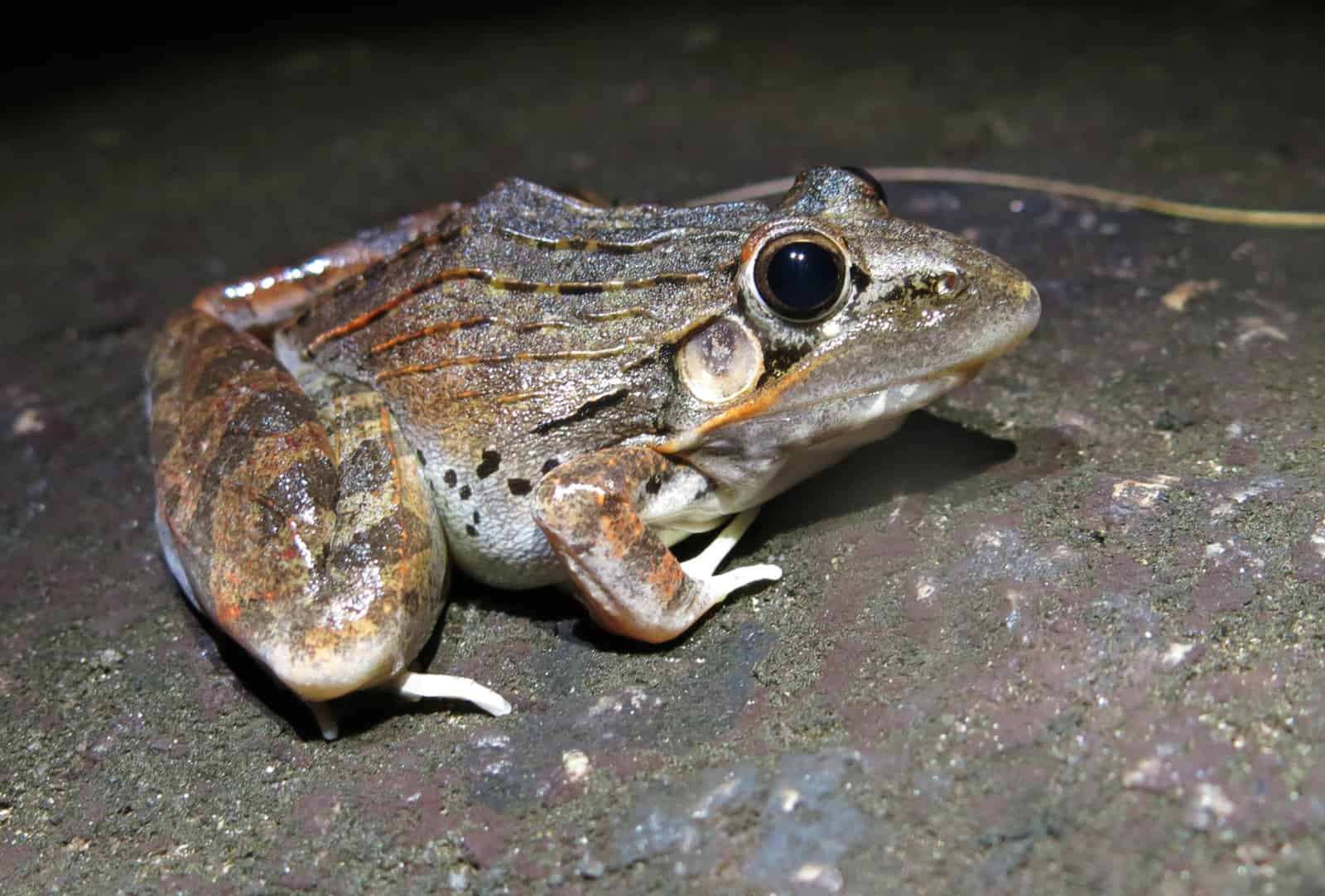 How High (And Far) Can Frogs Jump? - A-Z Animals