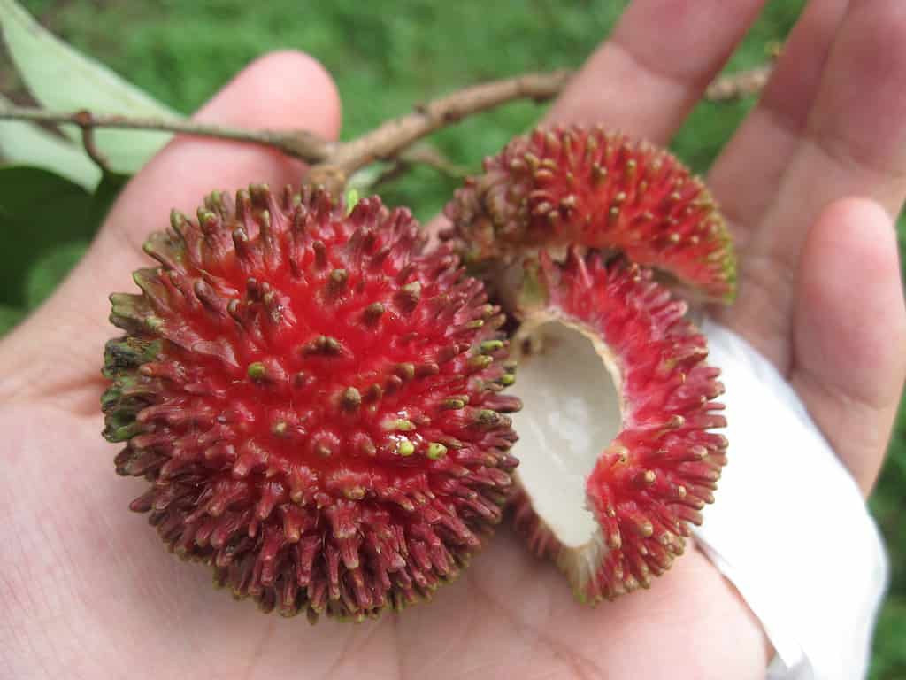 pulasan