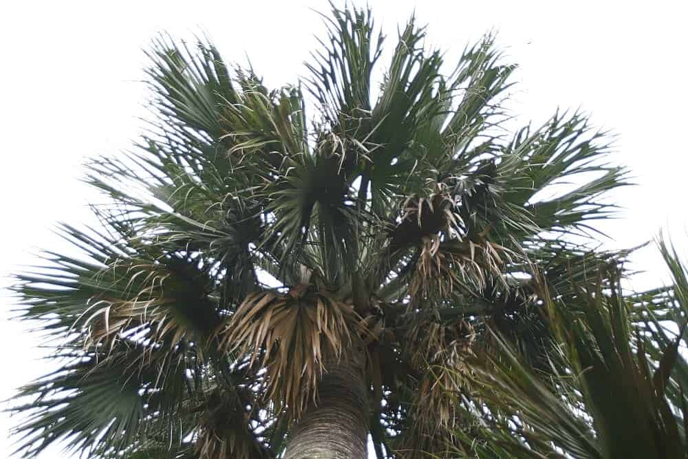 Palmetto tree