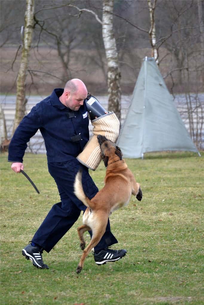 A Belgian Malinois at a Schutzhund trial during the protection phase, performing a bite on the decoy (man)