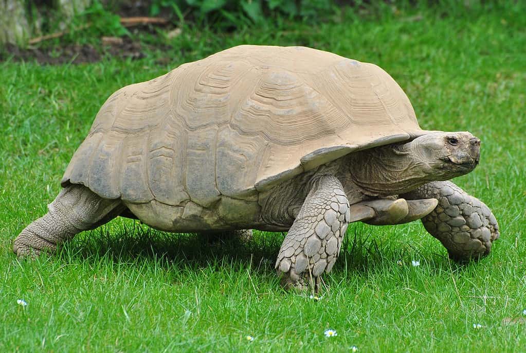 Sulcata Tortoise