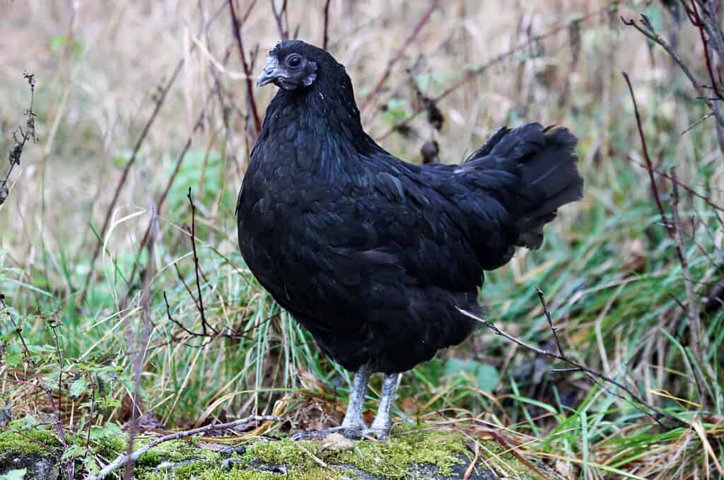 swedish black chicken