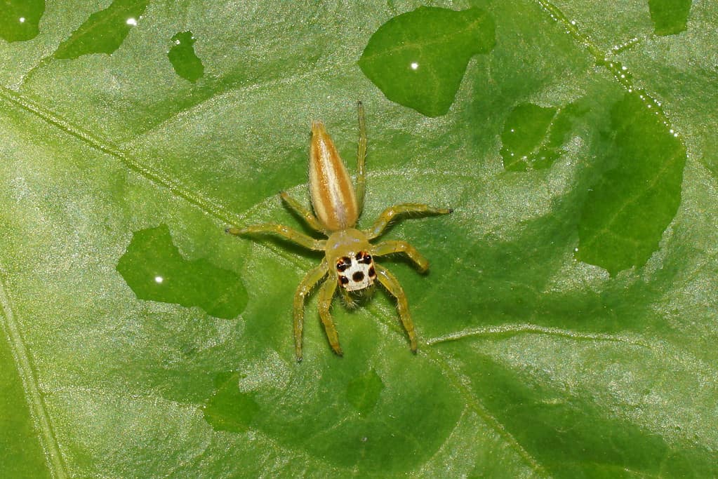 Telamonia dimidiata