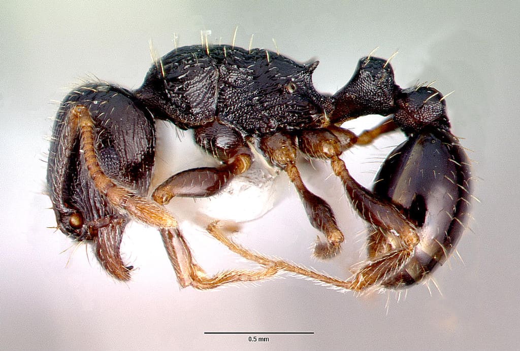Profile view of ant Tetramorium caespitum