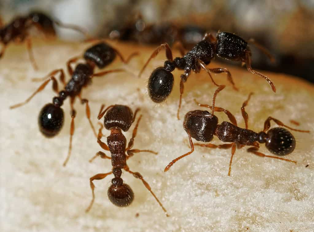 Tetramorium immigrans ants foraging