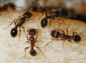 The 14 Most Effective Ways to Get Rid of Ants in Your Trash Cans Picture
