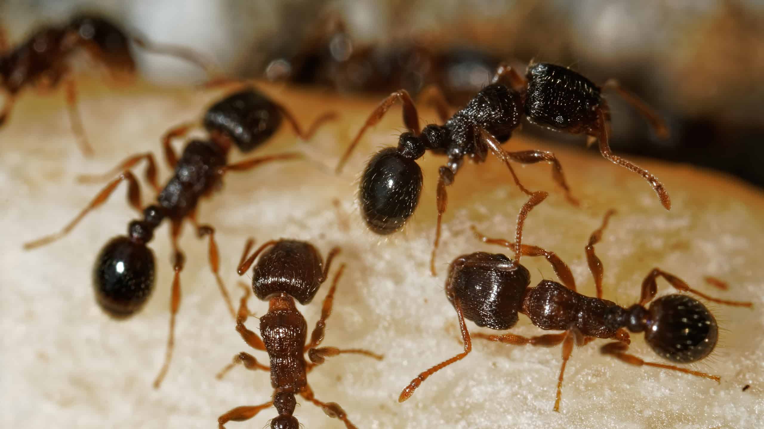 Tetramorium immigrans ants foraging