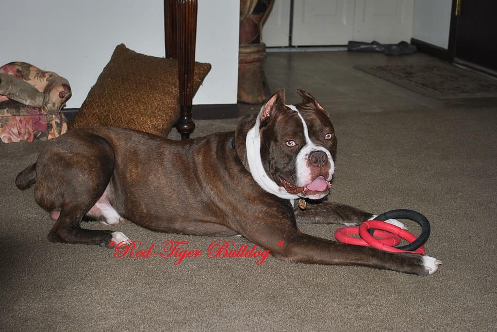 RTK's "Tron Judah" 12 month old, red liver brindle male owned by Shaunita Falter-lett of Lafayette, Indiana Produced by Red-Tiger Kennelscourtesy of Red-Tiger Kennels.