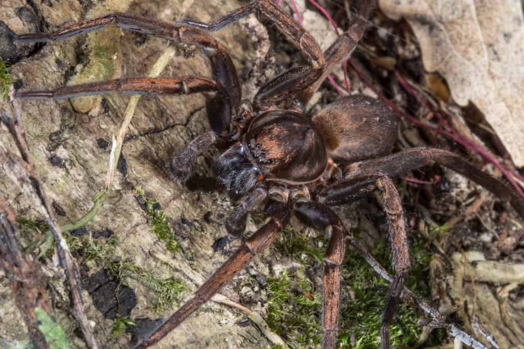 Vagrant Spider (Uliodon albopunctatus)