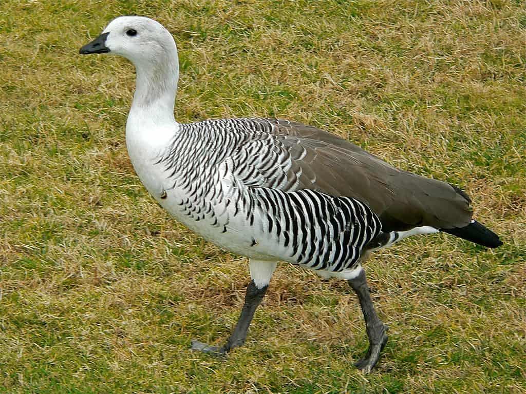 upland goose