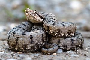 Venomous Viper Bites Motorcycle Rider After Hitching Ride in Europe Picture