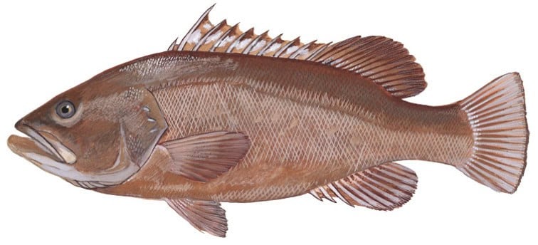 Warsaw grouper