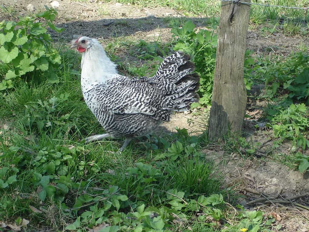 Deathlayer chicken Deutsch: Der westfälischer Totleger