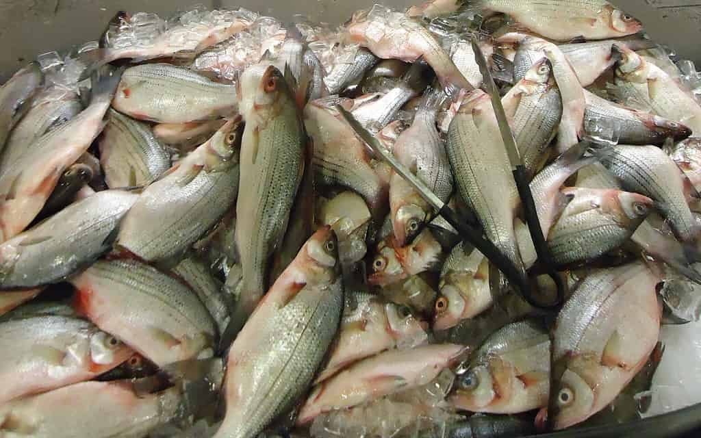 White bass on ice