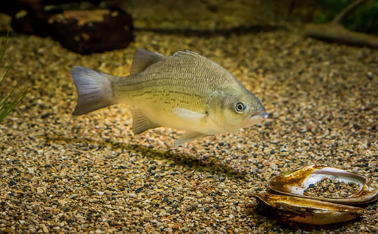 White bass