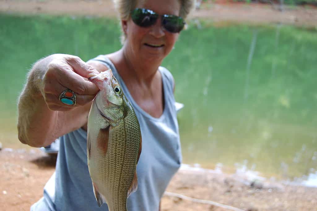 Fishing for white bass