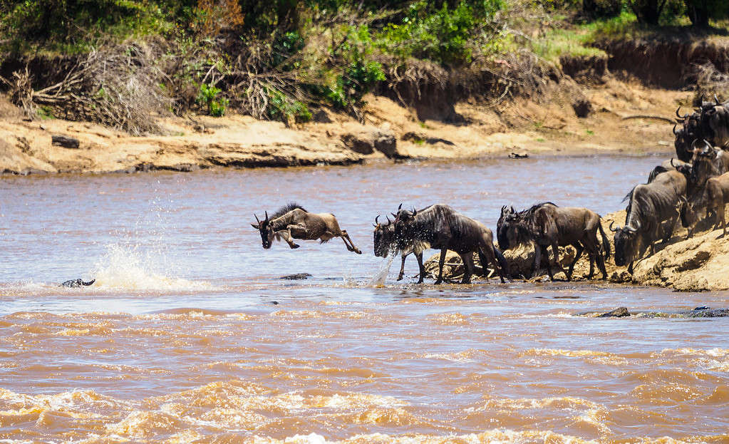 Part of the Great Migration, a herd of wildebeest line up to cross the Mara river in the Masai Mara national reserve