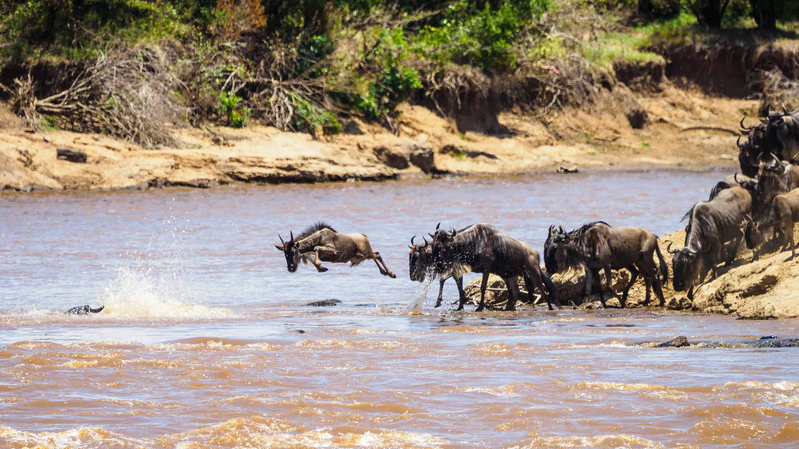 Part of the Great Migration, a herd of wildebeest line up to cross the Mara river in the Masai Mara national reserve