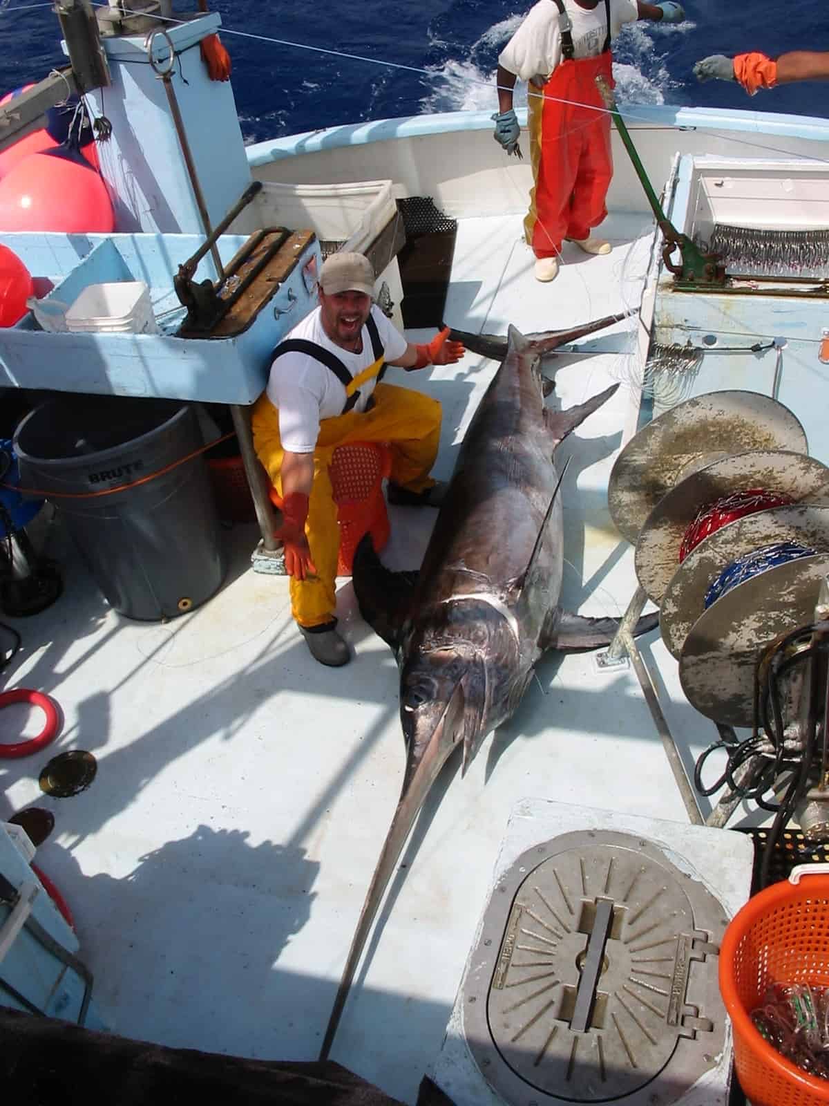 The Largest Swordfish Ever Caught In California - A-Z Animals