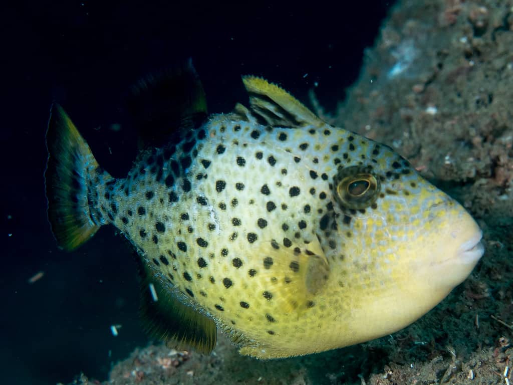 yellow margin triggerfish