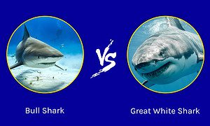 Discover Who Emerges Victorious in a Bull Shark vs. Great White Shark Battle Picture
