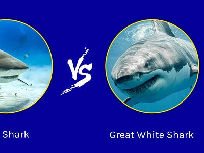 A Discover Who Emerges Victorious in a Bull Shark vs. Great White Shark Battle