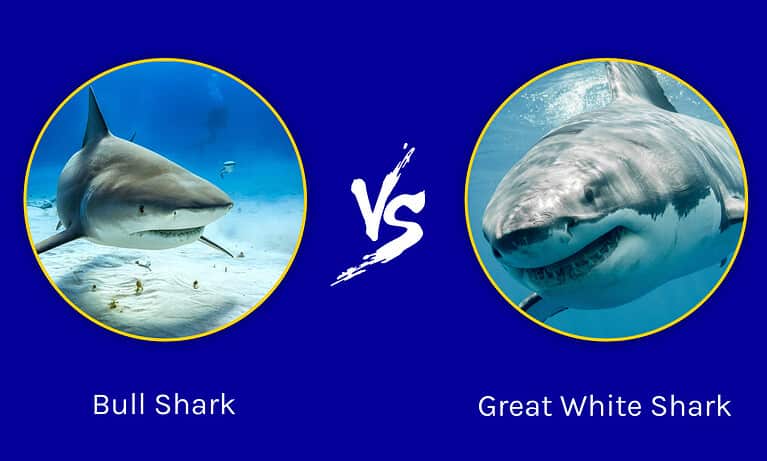 Discover Who Emerges Victorious in a Bull Shark vs. Great White Shark ...