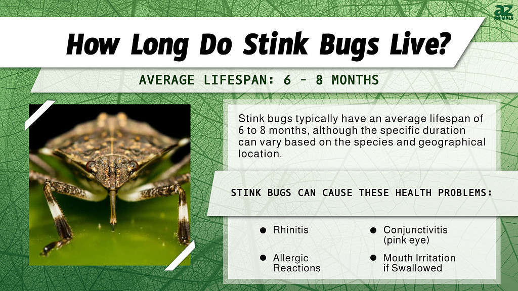 How Long Do Stink Bugs Live? infographic