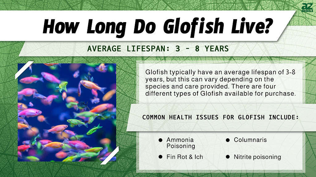 How Long Do Glofish Live? infographic