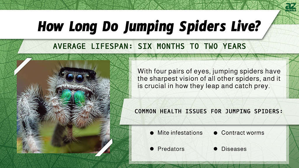 jumping spider life cycle