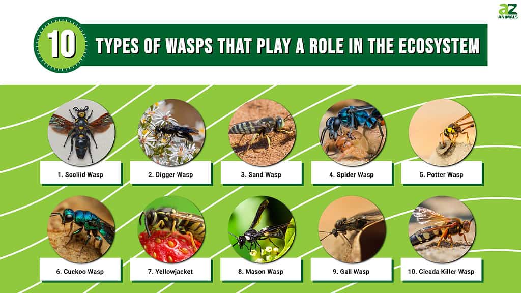 Infographic of 10 Types of Wasps That Play a Role in the Ecosystem