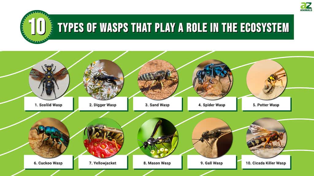 A Look at 10 Types of Wasps and Their Roles in the Ecosystem - A-Z Animals