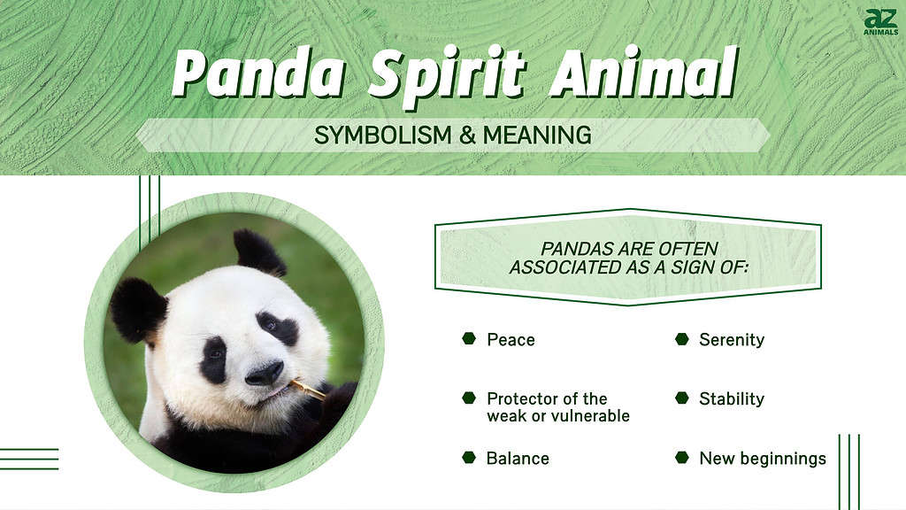 Panda Spirit Animal infographic