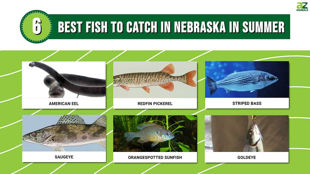 Picture graph of 6 Fish to Catch in Nebraska in the summer.