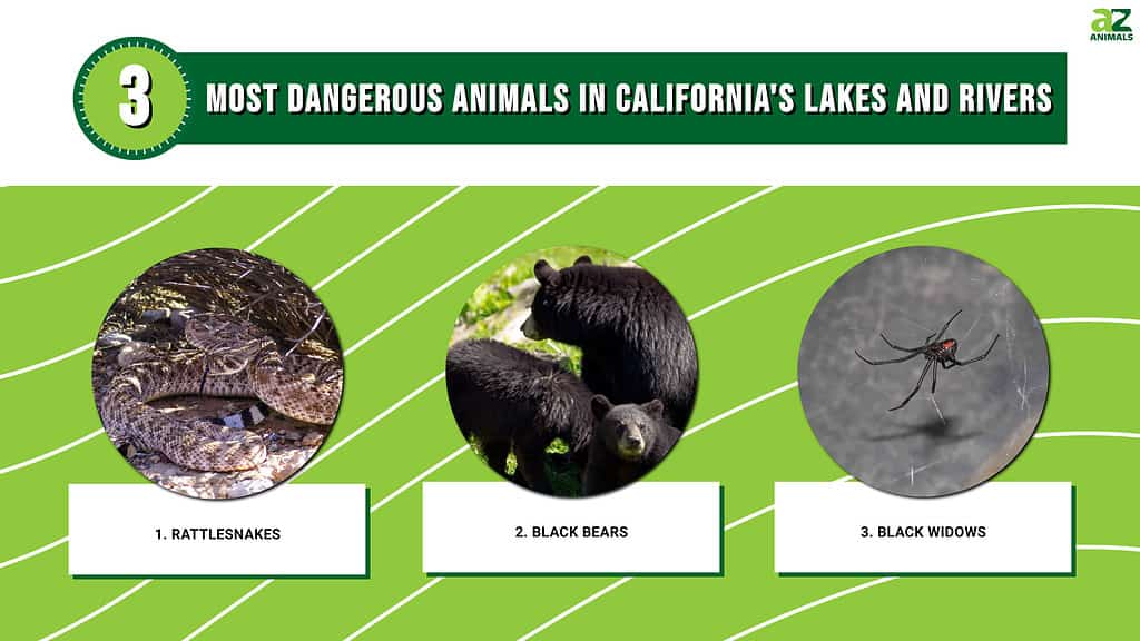 Infographic of Most Dangerous Animals in the Lakes and Rivers of California