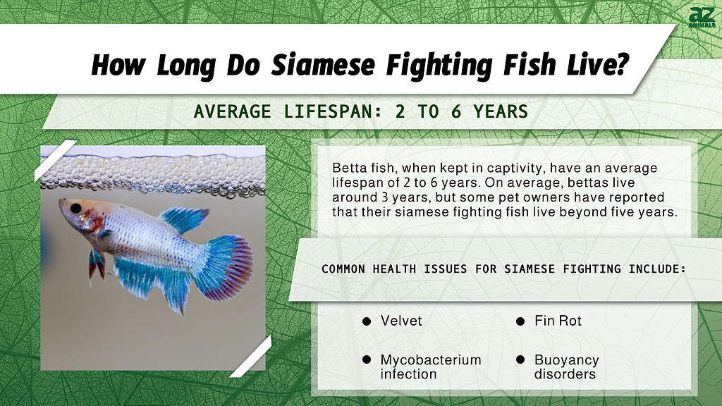 How Long Do Siamese Fighting Fish Live? infographic