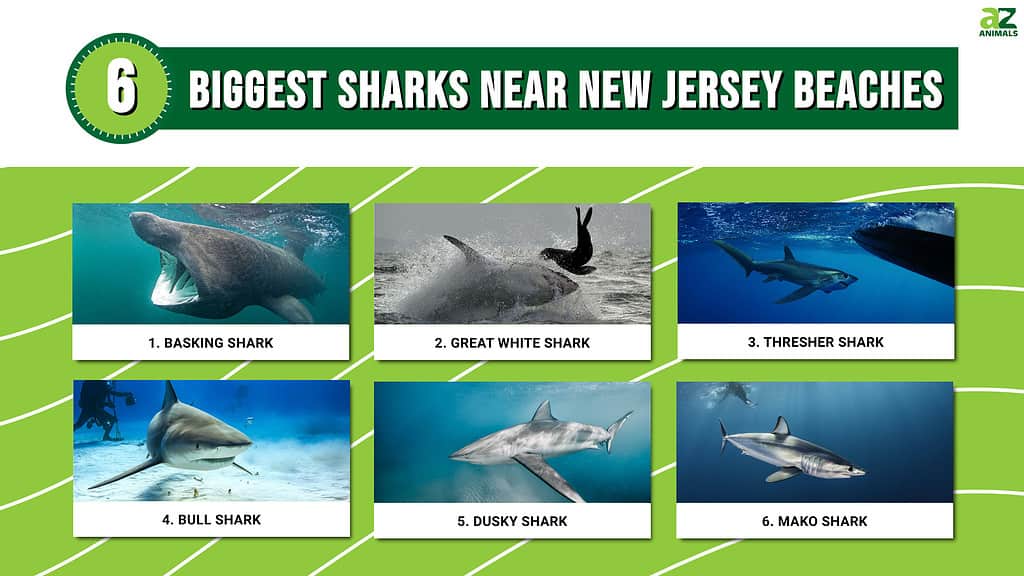 Infographic of 6 Biggest Sharks Near New Jersey Beaches
