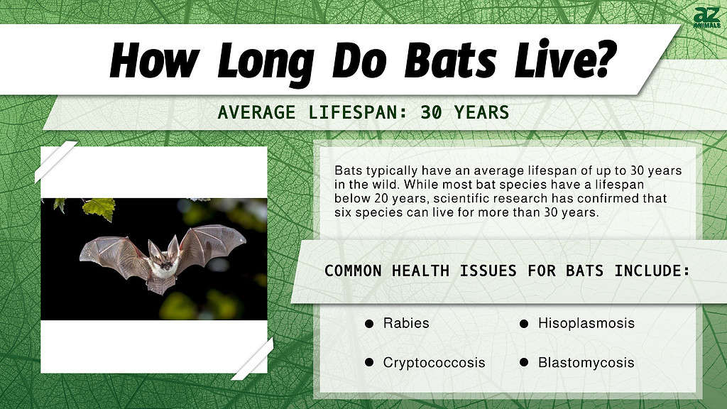 How Long Do Bats Live? infographic