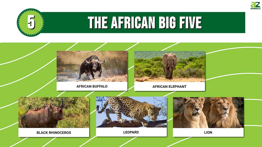 african animals names