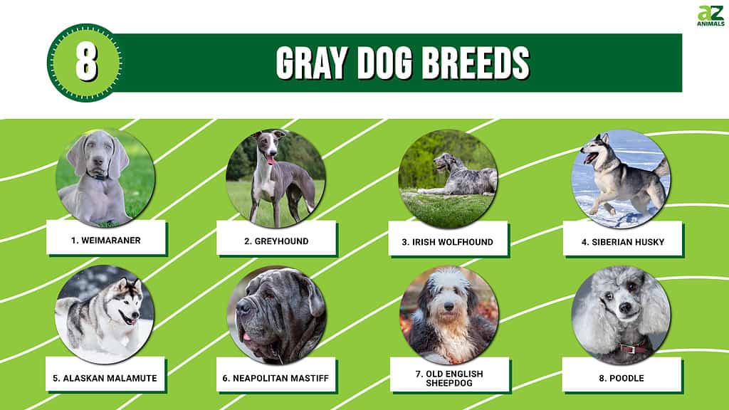Infographic of 8 Gray Dog Breeds