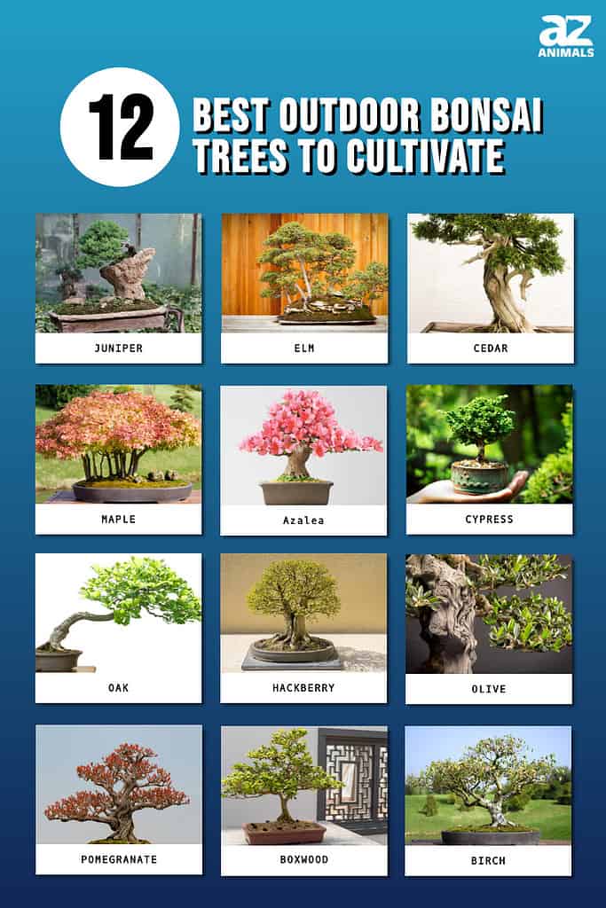 The 12 Best Outdoor Bonsai Trees To Cultivate Now AZ Animals