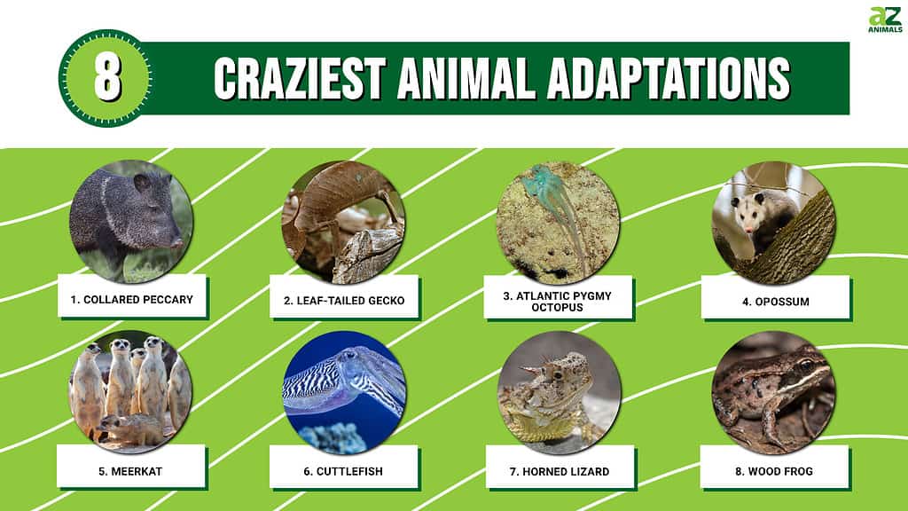 Infographic of 8 Craziest Animal Adaptations
