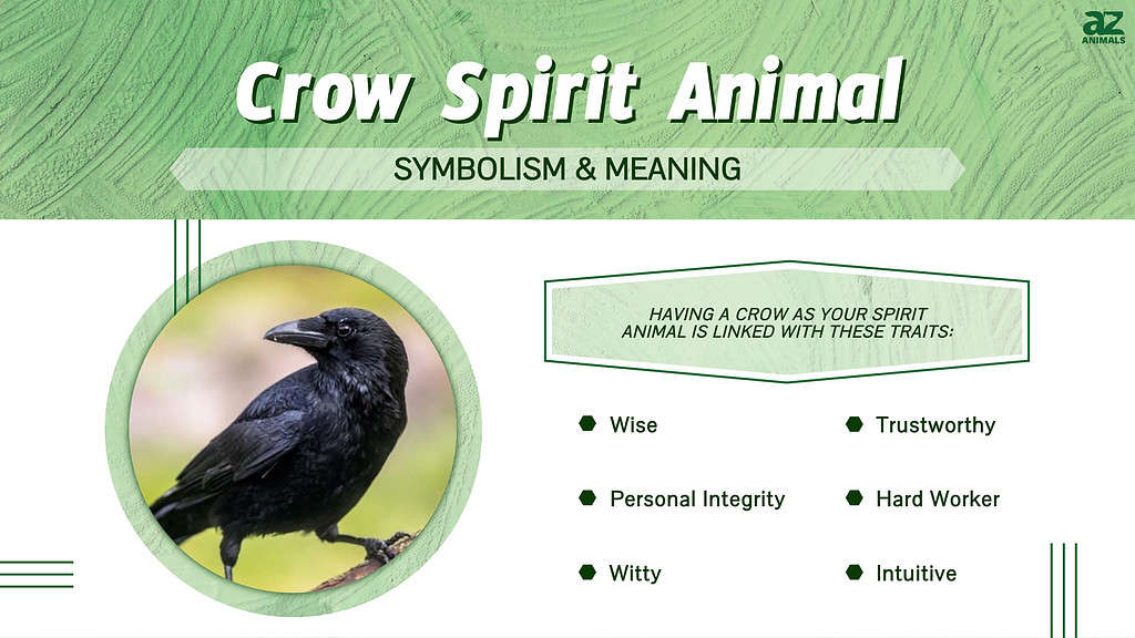 crow spirit animal infographic